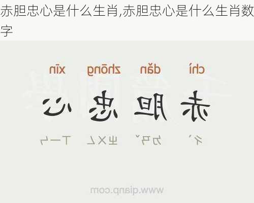 赤胆忠心是什么生肖,赤胆忠心是什么生肖数字