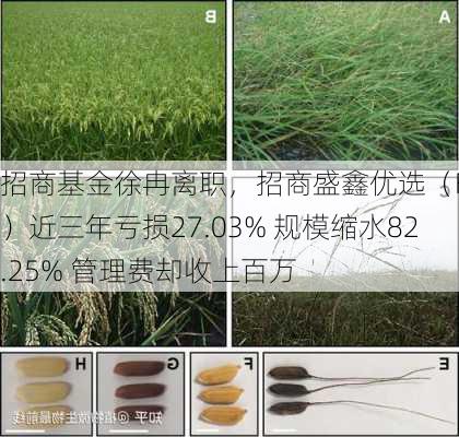 招商基金徐冉离职，招商盛鑫优选（FOF）近三年亏损27.03% 规模缩水82.25% 管理费却收上百万