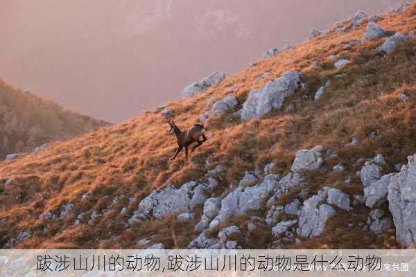 跋涉山川的动物,跋涉山川的动物是什么动物