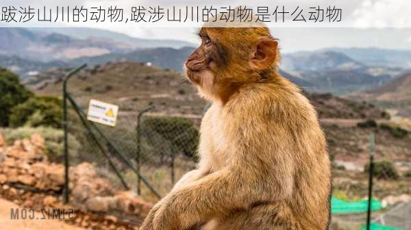 跋涉山川的动物,跋涉山川的动物是什么动物