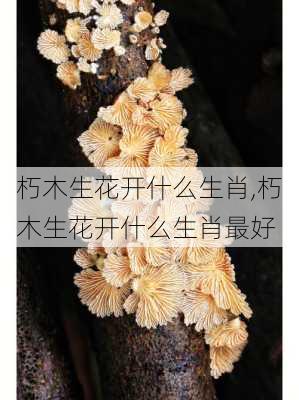 朽木生花开什么生肖,朽木生花开什么生肖最好