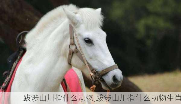 跋涉山川指什么动物,跋涉山川指什么动物生肖