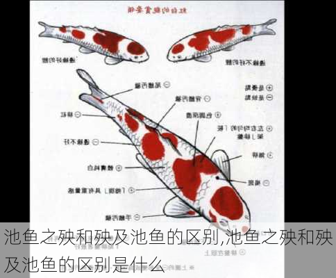 池鱼之殃和殃及池鱼的区别,池鱼之殃和殃及池鱼的区别是什么
