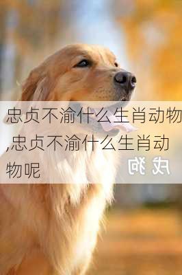 忠贞不渝什么生肖动物,忠贞不渝什么生肖动物呢