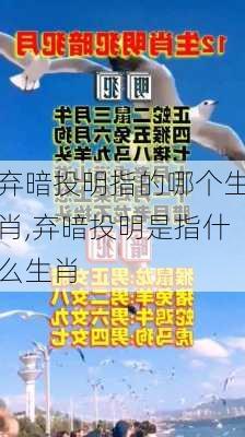 弃暗投明指的哪个生肖,弃暗投明是指什么生肖