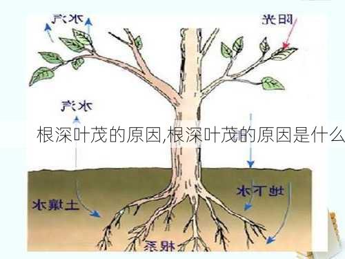 根深叶茂的原因,根深叶茂的原因是什么