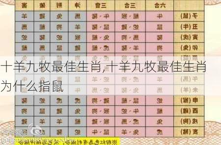 十羊九牧最佳生肖,十羊九牧最佳生肖为什么指鼠