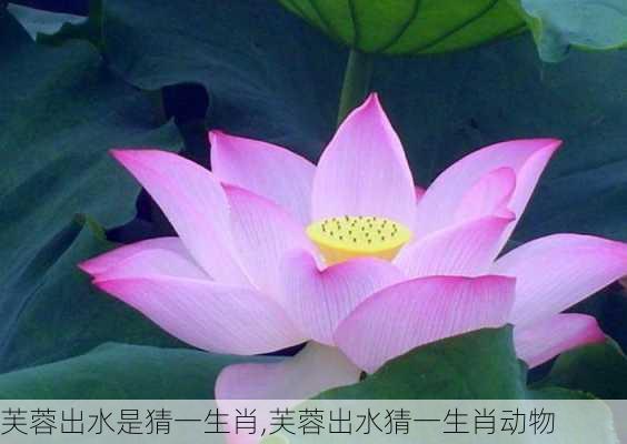 芙蓉出水是猜一生肖,芙蓉出水猜一生肖动物