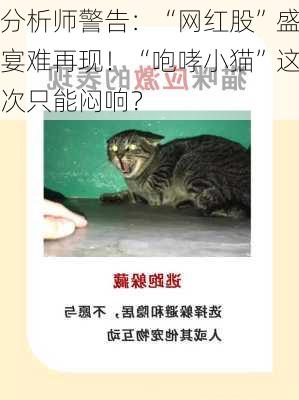 分析师警告：“网红股”盛宴难再现！“咆哮小猫”这次只能闷响？