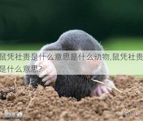 鼠凭社贵是什么意思是什么动物,鼠凭社贵是什么意思?