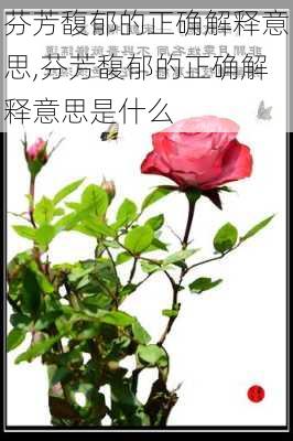 芬芳馥郁的正确解释意思,芬芳馥郁的正确解释意思是什么