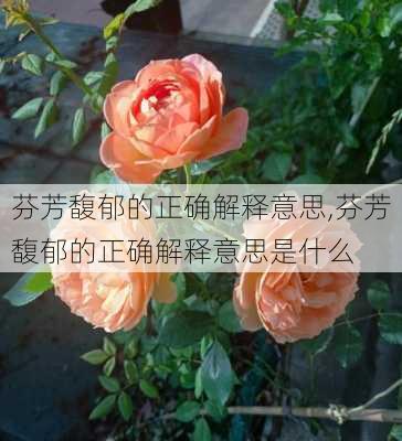 芬芳馥郁的正确解释意思,芬芳馥郁的正确解释意思是什么