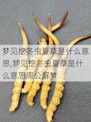 梦见挖冬虫夏草是什么意思,梦见挖冬虫夏草是什么意思周公解梦