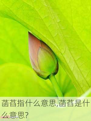 菡萏指什么意思,菡萏是什么意思?