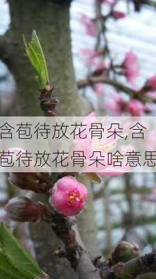 含苞待放花骨朵,含苞待放花骨朵啥意思