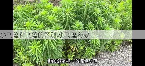 小飞蓬和飞蓬的区别,小飞蓬药效