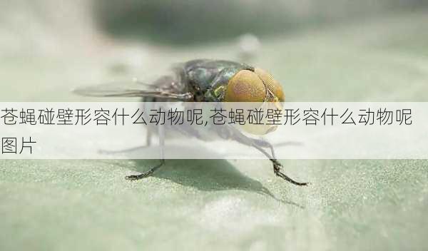 苍蝇碰壁形容什么动物呢,苍蝇碰壁形容什么动物呢图片