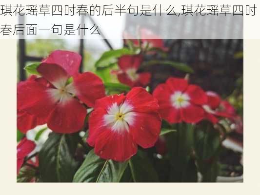 琪花瑶草四时春的后半句是什么,琪花瑶草四时春后面一句是什么