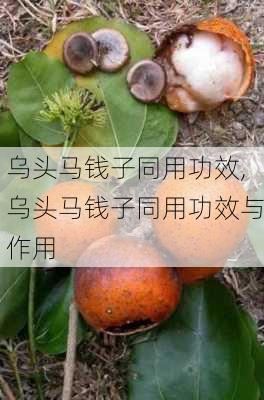 乌头马钱子同用功效,乌头马钱子同用功效与作用