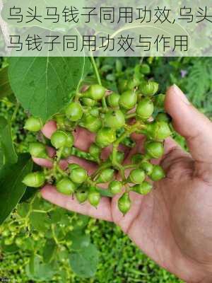 乌头马钱子同用功效,乌头马钱子同用功效与作用