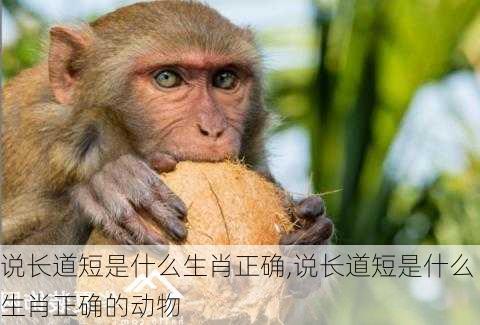 说长道短是什么生肖正确,说长道短是什么生肖正确的动物