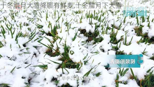 十冬腊月大雪降哪有鲜麦,十冬腊月下大雪