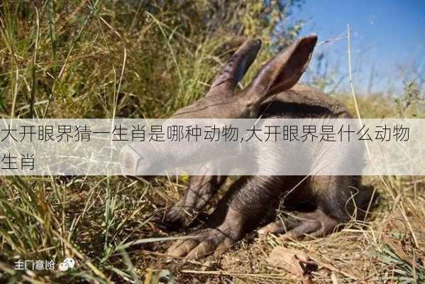 大开眼界猜一生肖是哪种动物,大开眼界是什么动物生肖