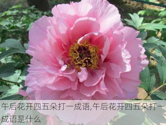 午后花开四五朵打一成语,午后花开四五朵打一成语是什么