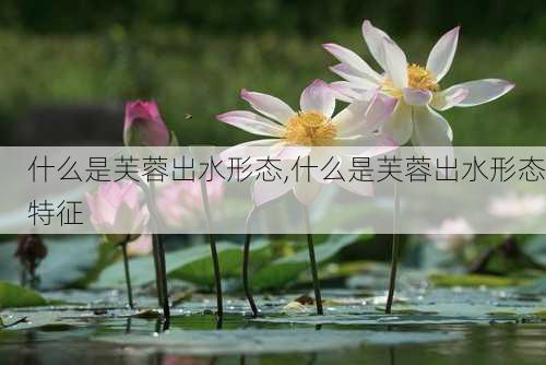 什么是芙蓉出水形态,什么是芙蓉出水形态特征