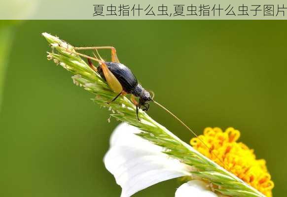 夏虫指什么虫,夏虫指什么虫子图片