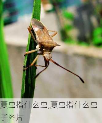 夏虫指什么虫,夏虫指什么虫子图片