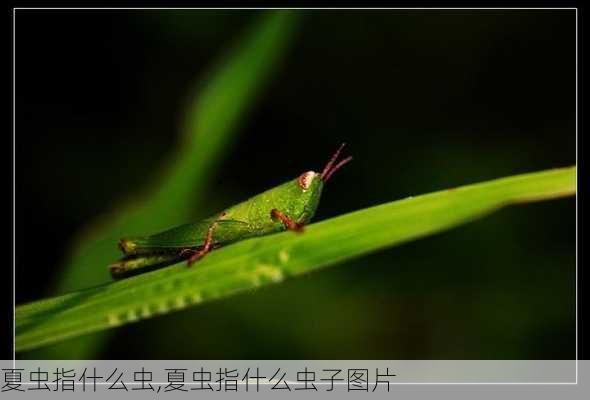 夏虫指什么虫,夏虫指什么虫子图片