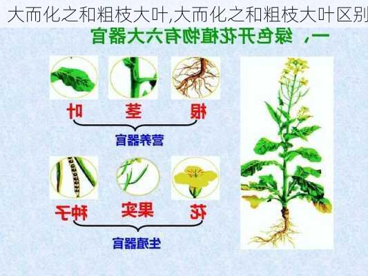 大而化之和粗枝大叶,大而化之和粗枝大叶区别