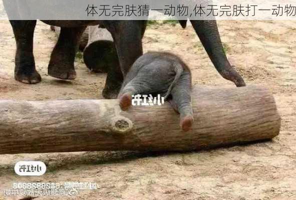 体无完肤猜一动物,体无完肤打一动物