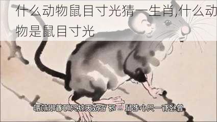 什么动物鼠目寸光猜一生肖,什么动物是鼠目寸光