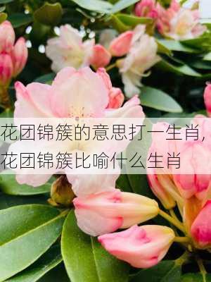 花团锦簇的意思打一生肖,花团锦簇比喻什么生肖