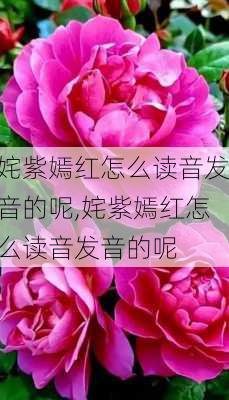 姹紫嫣红怎么读音发音的呢,姹紫嫣红怎么读音发音的呢