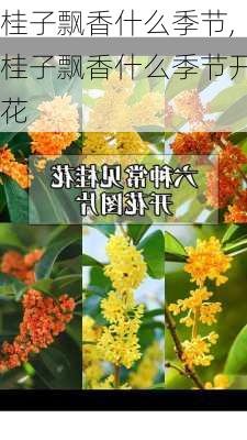 桂子飘香什么季节,桂子飘香什么季节开花