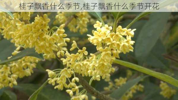 桂子飘香什么季节,桂子飘香什么季节开花