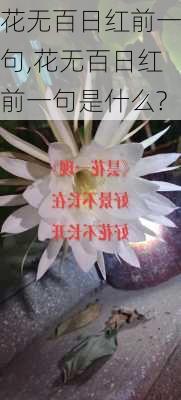 花无百日红前一句,花无百日红前一句是什么?