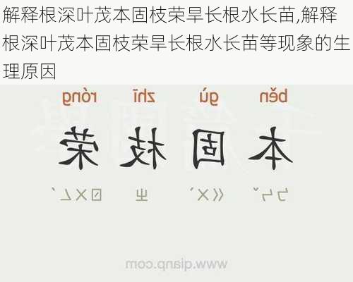 解释根深叶茂本固枝荣旱长根水长苗,解释根深叶茂本固枝荣旱长根水长苗等现象的生理原因