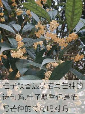 桂子飘香远是描写芒种的诗句吗,桂子飘香远是描写芒种的诗句吗对吗