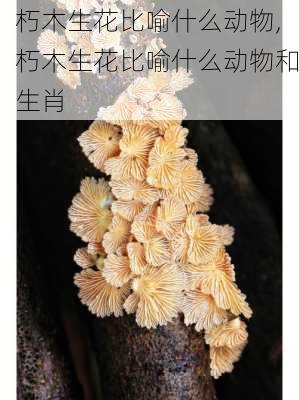 朽木生花比喻什么动物,朽木生花比喻什么动物和生肖