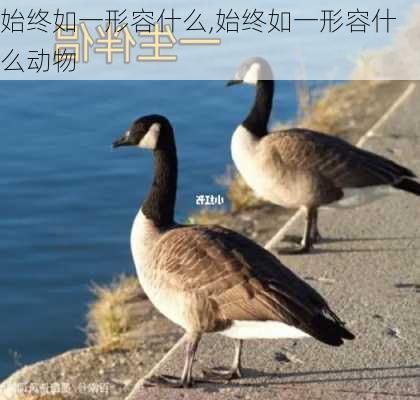 始终如一形容什么,始终如一形容什么动物