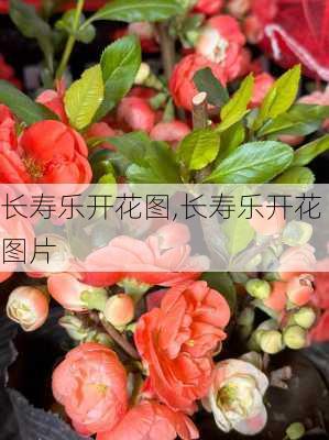 长寿乐开花图,长寿乐开花图片