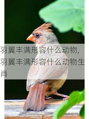 羽翼丰满形容什么动物,羽翼丰满形容什么动物生肖