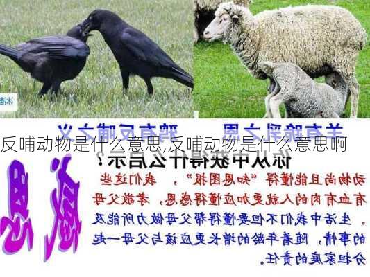 反哺动物是什么意思,反哺动物是什么意思啊