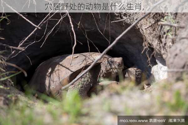 穴居野处的动物是什么生肖,