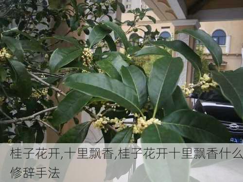 桂子花开,十里飘香,桂子花开十里飘香什么修辞手法