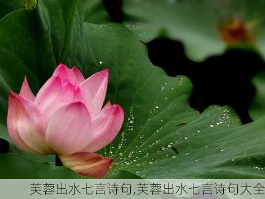 芙蓉出水七言诗句,芙蓉出水七言诗句大全